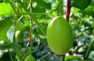 孕早期可以吃蜜瓜吗冬天,孕早期冬季蜜瓜食用指南