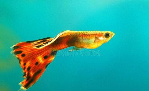 带你吃瓜孔雀鱼,一场视觉与味蕾的盛宴