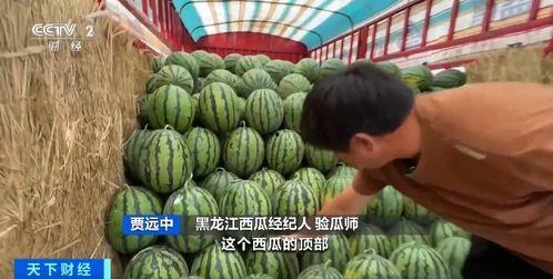 吃瓜发箍,潮流新宠，时尚界的趣味焦点